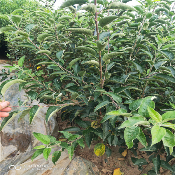蘋果多少錢 蘋果樹苗品種 秋冠28