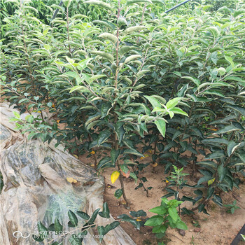 蘋果苗新品種批發(fā)蘋果苗木什么時候栽好