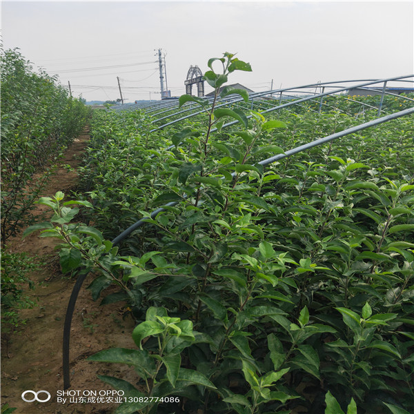 哪里卖苹果树苗 河南苹果苗基地