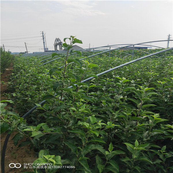 红富士苹果苗 刚出土的苹果树苗图片