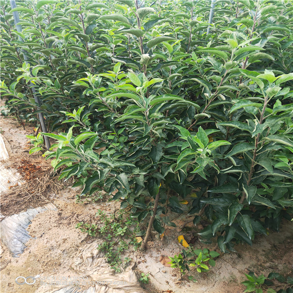 维纳斯苹果苗价格 四川盐源苹果苗基地