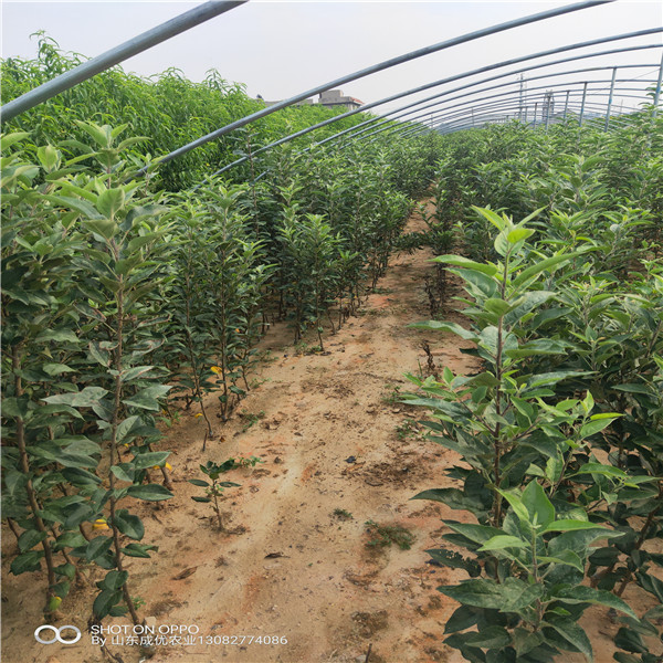  黑蘋果樹苗幾年掛果