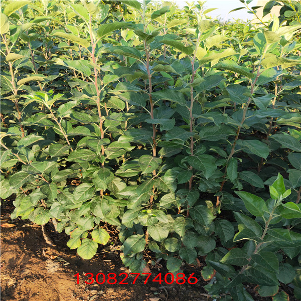 維納斯蘋(píng)果苗多少錢(qián) 四川鹽源蘋(píng)果苗基地