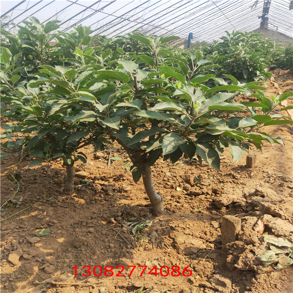 一棵蘋果苗價格 直桿蘋果樹苗新品種
