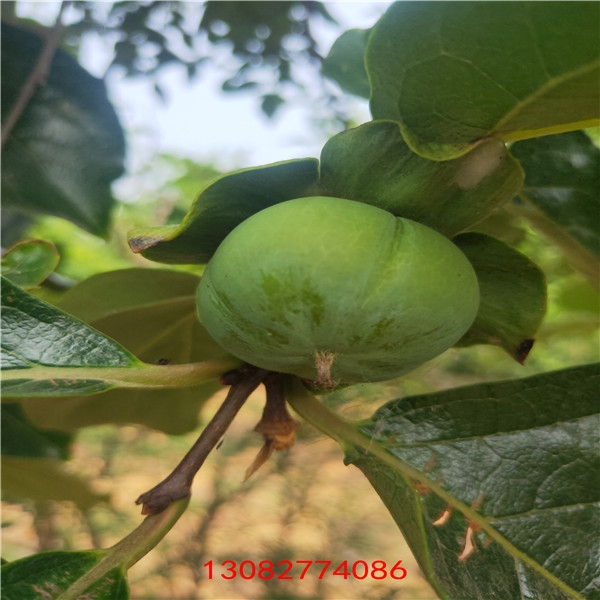 維納斯蘋果苗多少錢 123蘋果樹苗種植技術(shù)