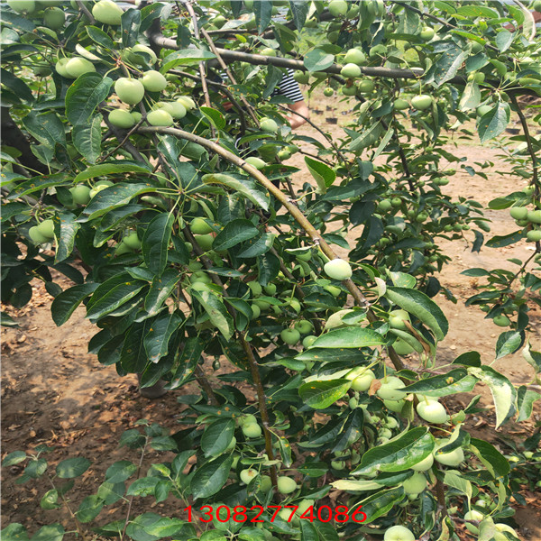 山東蘋果哪里好 煙臺農(nóng)科院蘋果苗木