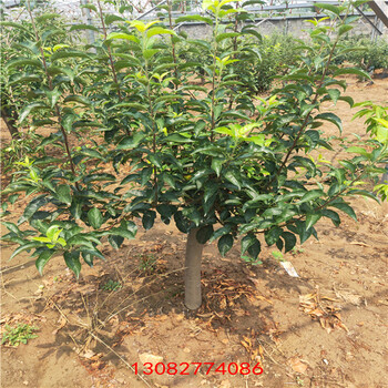 山東蘋果哪里好蘋果苗農(nóng)林牧漁