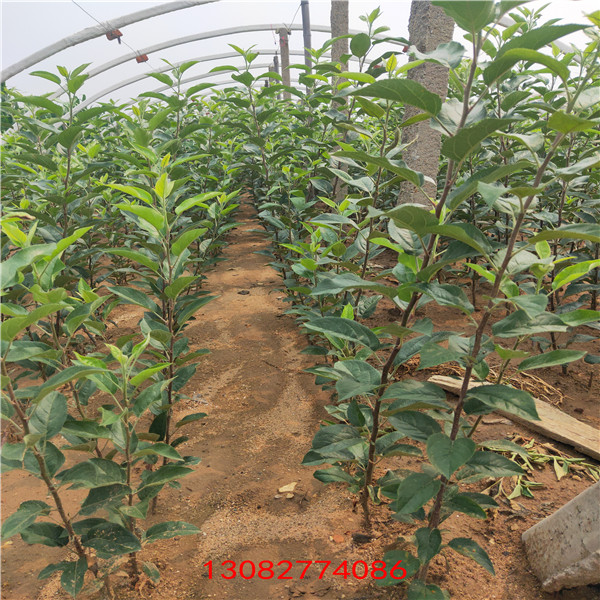 蘋果苗多少錢一棵 山東煙臺(tái)蘋果苗新品種