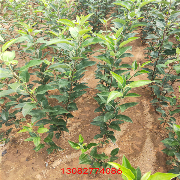 一棵蘋果苗價(jià)格 矮化蘋果苗品種