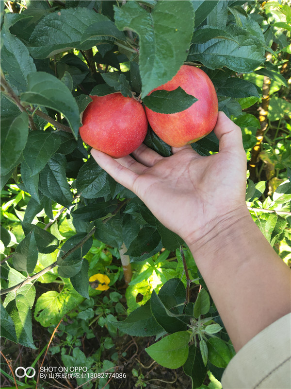 10公分苹果树 矮化苹果树苗新品种