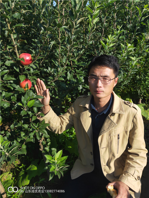 維納斯蘋(píng)果苗多少錢(qián) 四川鹽源蘋(píng)果苗基地