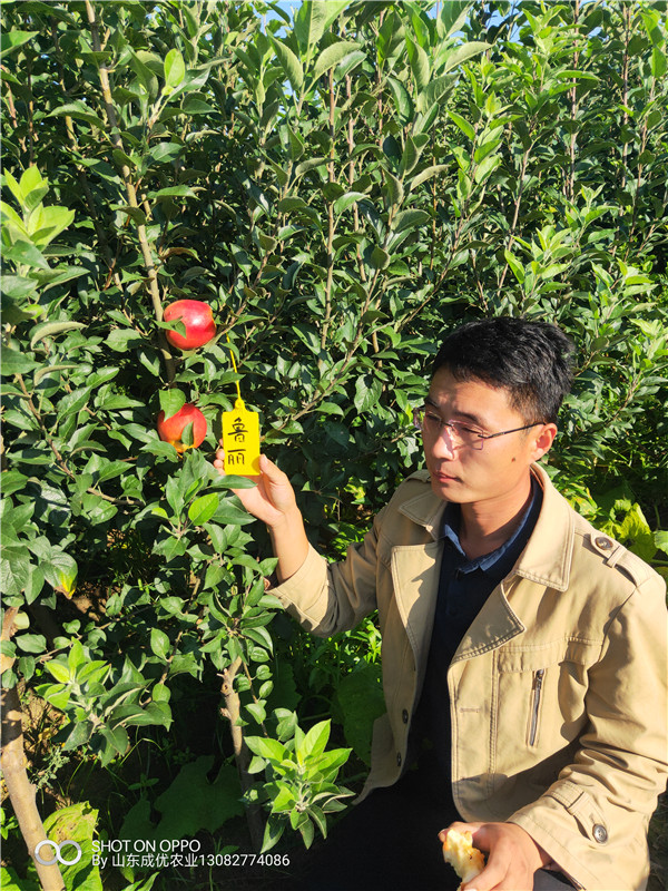 魯麗蘋果樹多少錢 蘋果苗木價格表