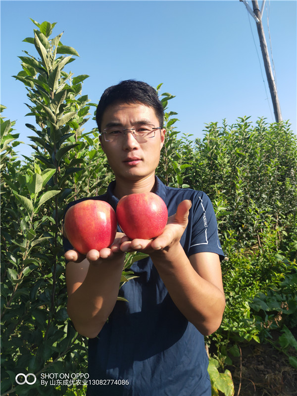 新品種蘋果哪里有 吉林蘋果樹苗批發(fā)