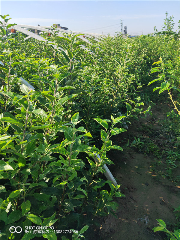 鲁丽苹果树多少钱 红肉苹果树苗批发