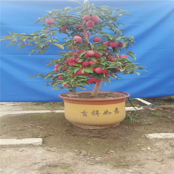 嫁接苹果苗 苹果树苗什么品种好