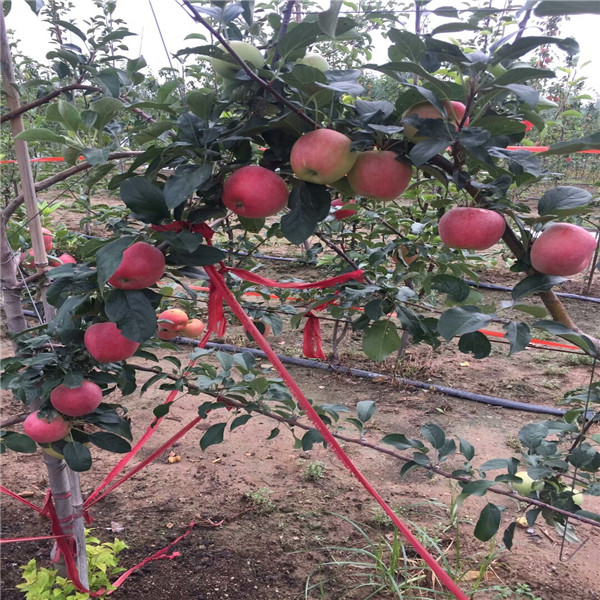 嫁接蘋果苗 盆栽蘋果樹苗種植技術