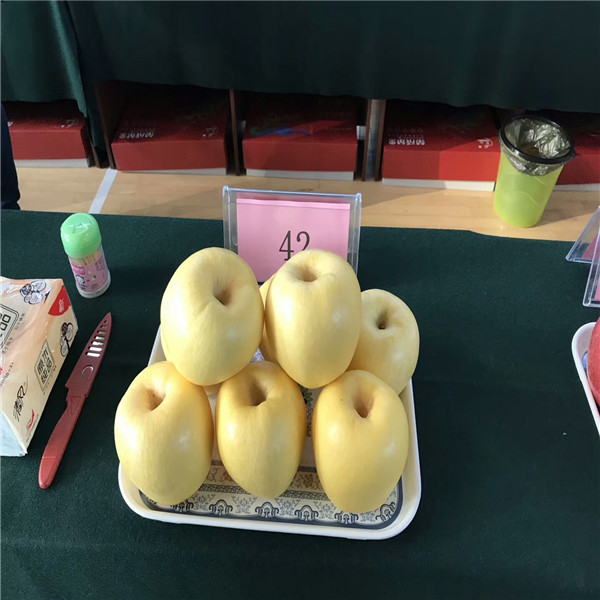 蘋果苗多少錢一棵 山西蘋果樹苗批發(fā)