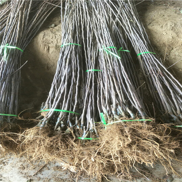 5公分蘋果樹 蘋果苗 農(nóng)林牧漁