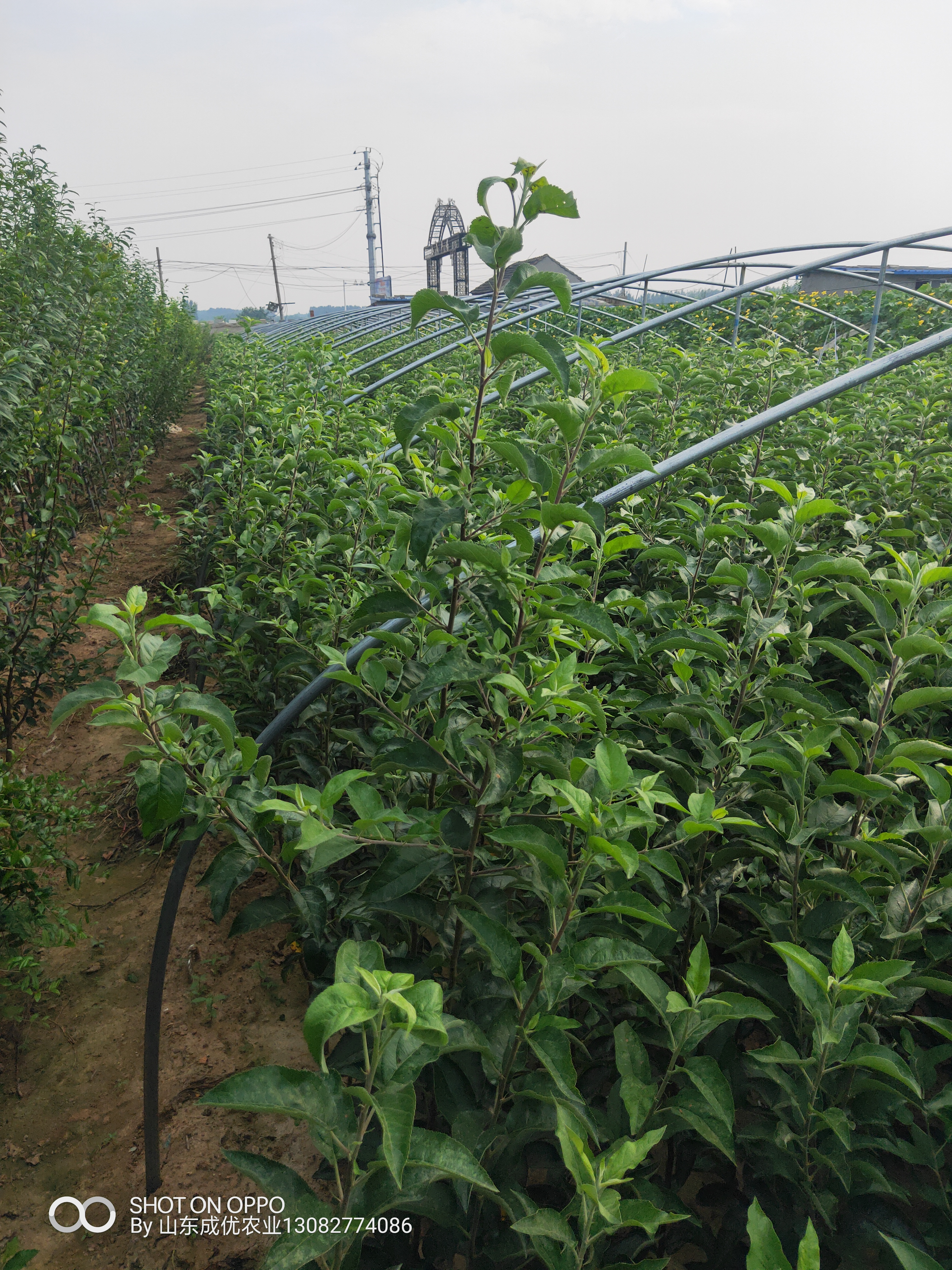 红心李子树苗哪里有售 苗圃基地