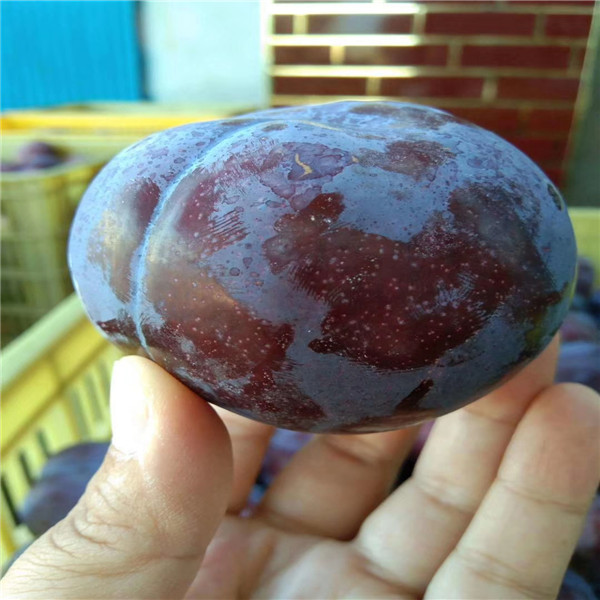 李子樹苗 供應(yīng)基地