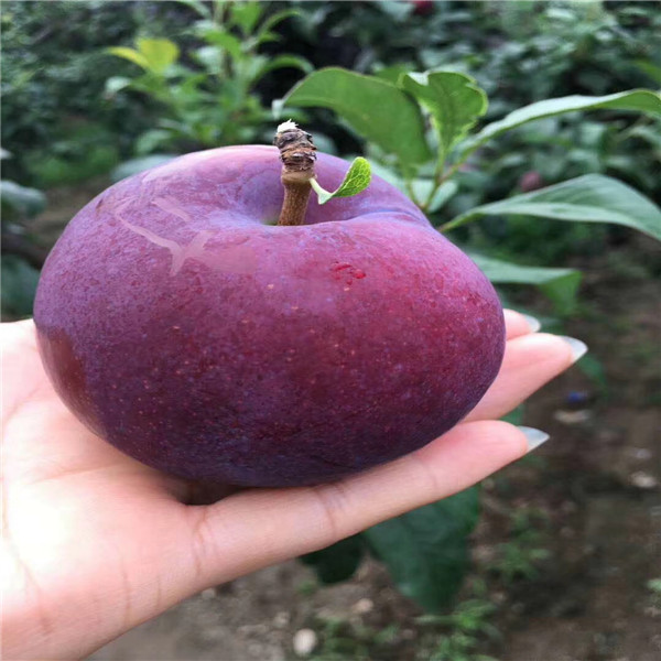 大紅袍李子樹(shù)苗價(jià)格 哪里賣