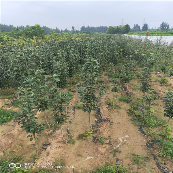 泰安苹果苗  3年苹果苗价格 苹果树