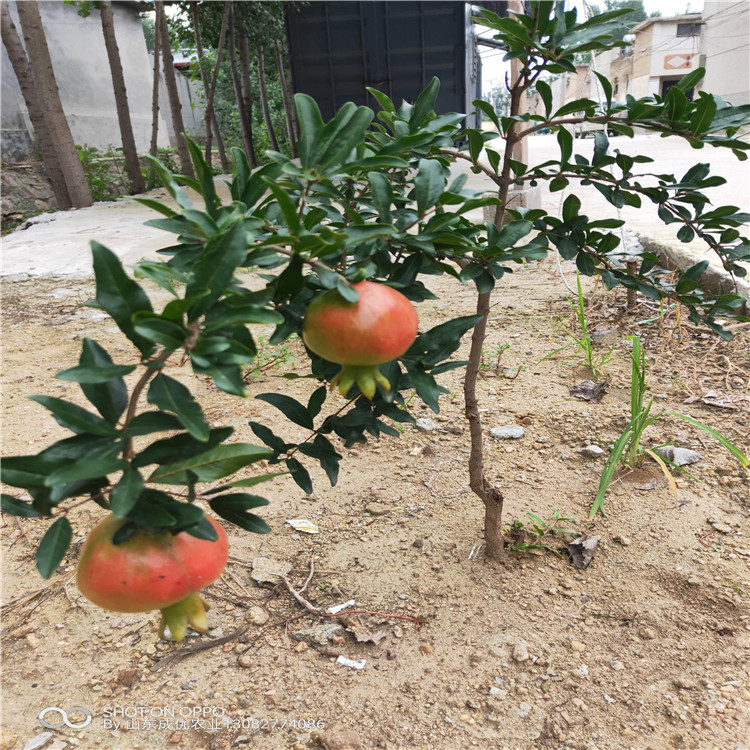 泰安苹果苗  3年苹果苗价格 苹果树