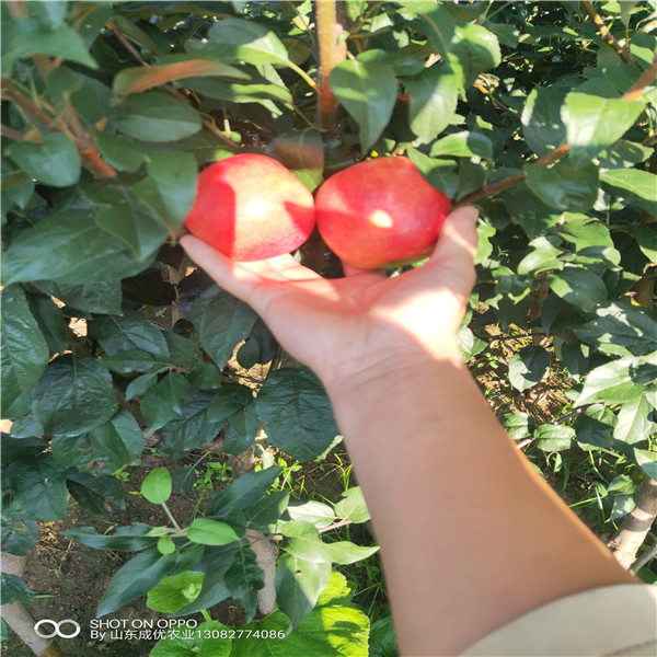 蘋果苗家  嫁接蘋果樹苗蘋果樹苗