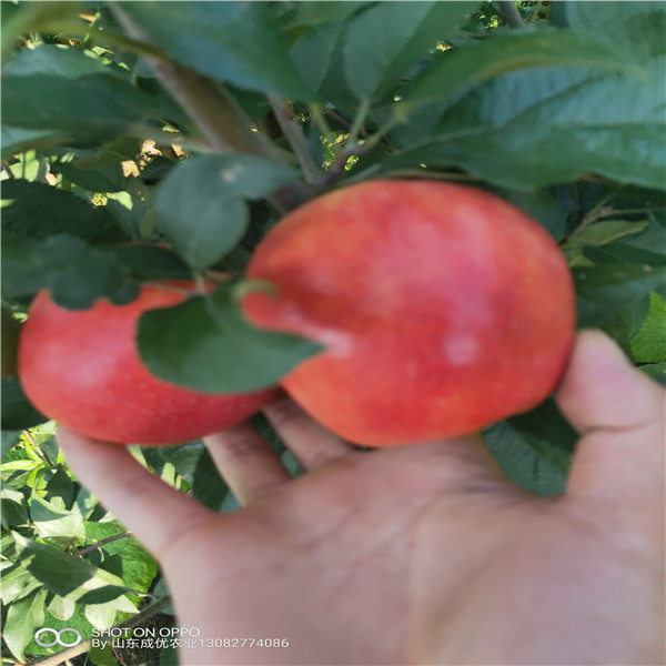 紅肉蘋果苗  3年蘋果樹價格蘋果樹苗