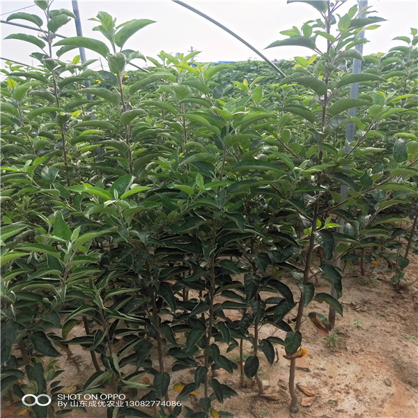 黑蘋苗苗  怎樣種植蘋果樹蘋果樹苗