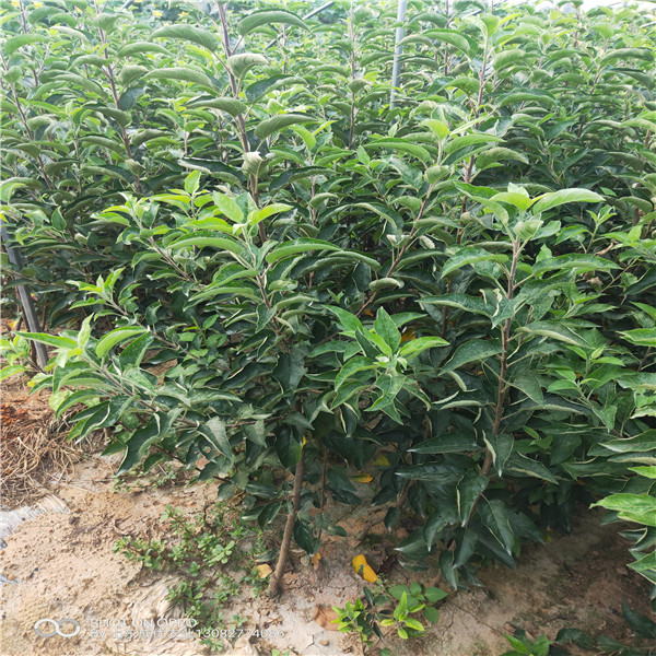魯麗蘋果苗  矮化蘋果價格蘋果樹苗