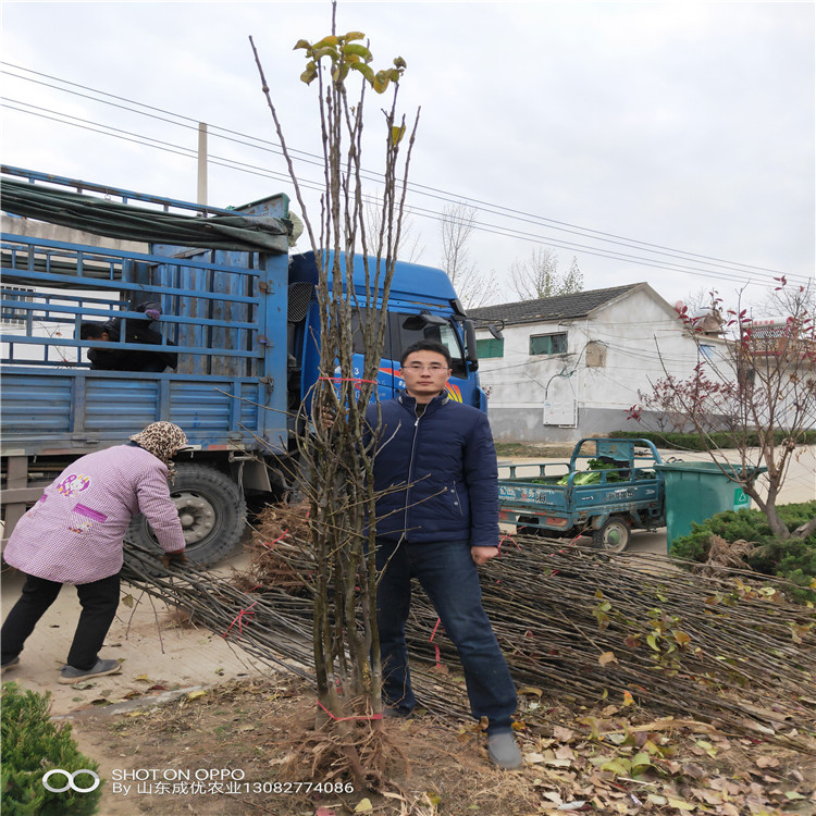 山東蘋果苗  魯麗蘋果介紹蘋果樹苗