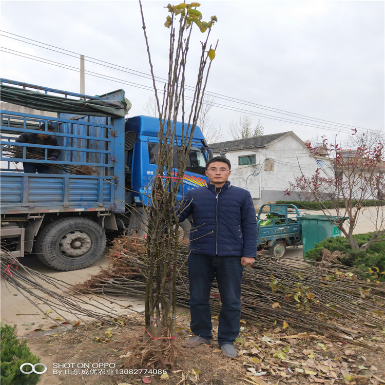 鲁丽苹果苗  苹果苗基地苹果树苗