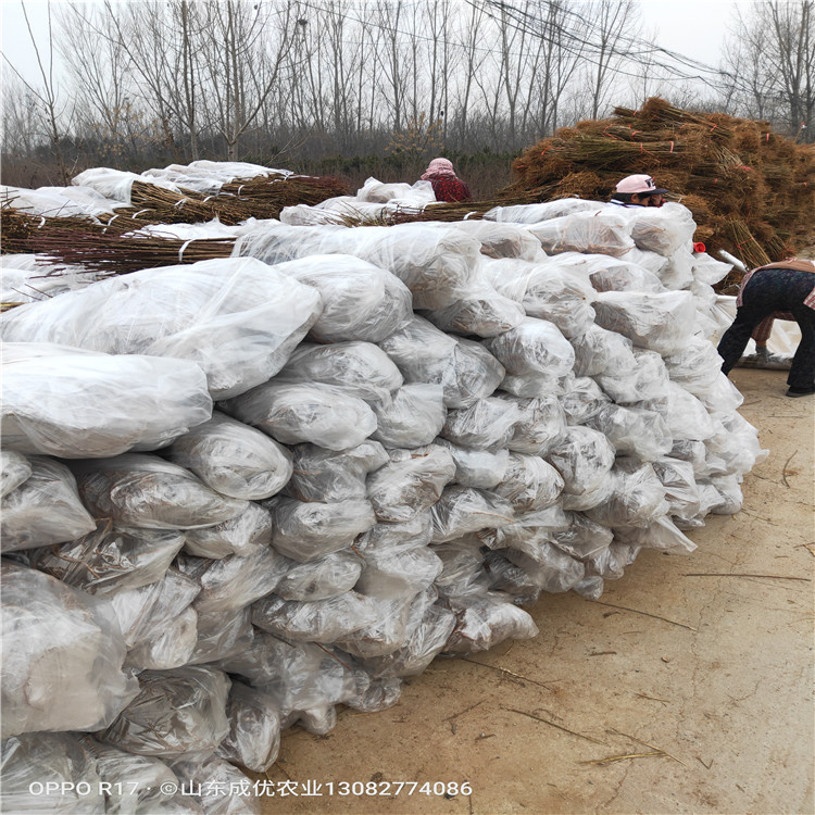 鲁丽苹果苗  苹果苗基地苹果树苗