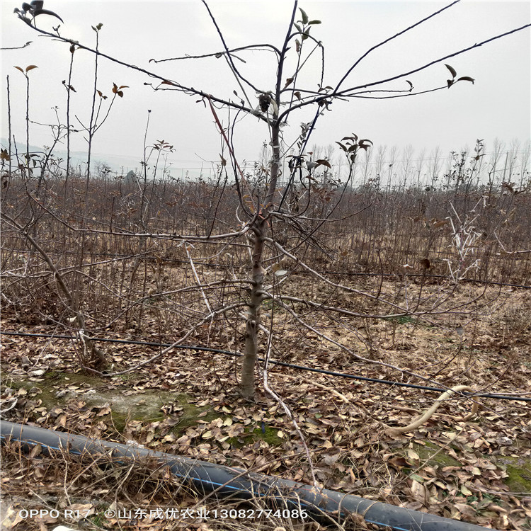 黑蘋苗苗  怎樣種植蘋果樹蘋果樹苗