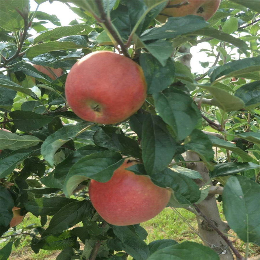 黑蘋苗苗  怎樣種植蘋果樹蘋果樹苗
