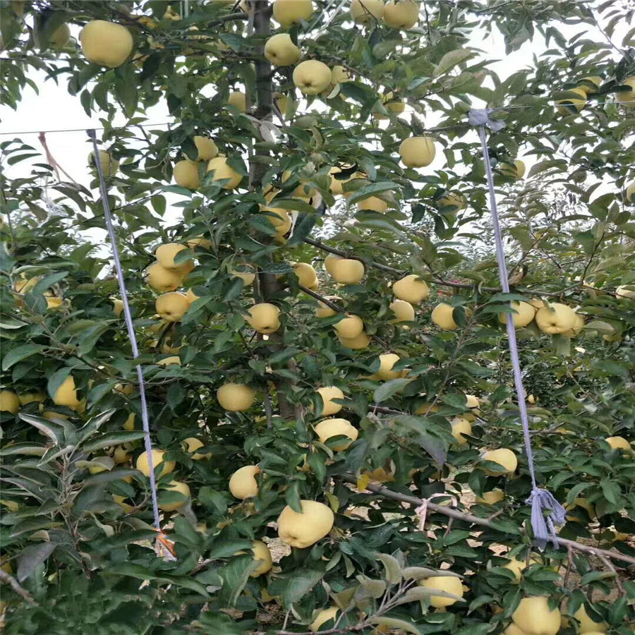 黑蘋苗苗  魯麗蘋果介紹蘋果樹苗