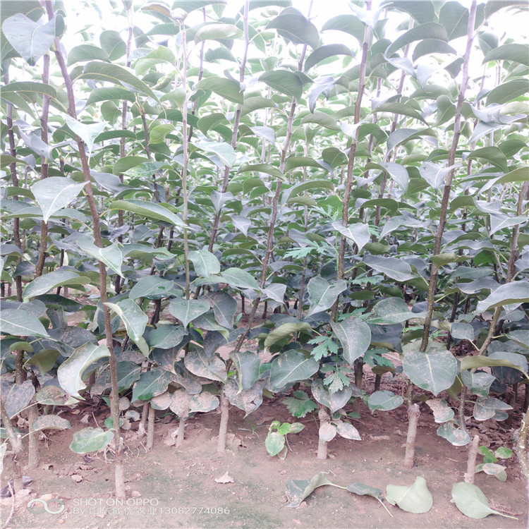 翠冠梨樹苗梨樹苗基地