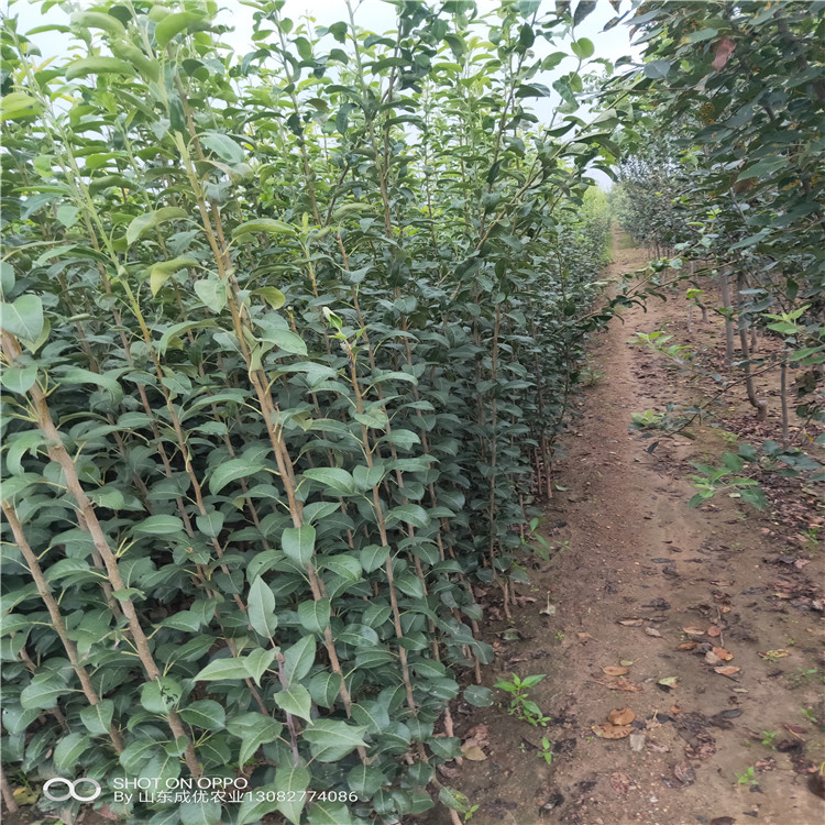 全紅梨樹苗梨樹苗