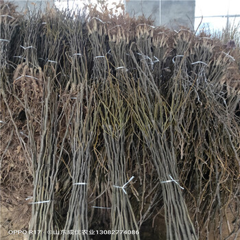 翠冠梨樹苗梨樹苗基地