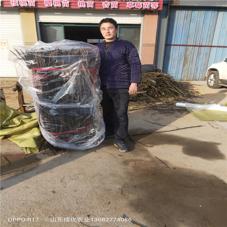翠冠梨樹苗梨樹苗基地