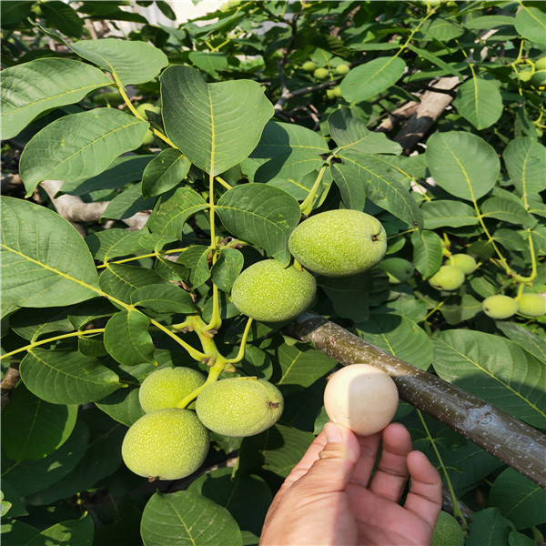核桃拌香椿苗8518核桃基地