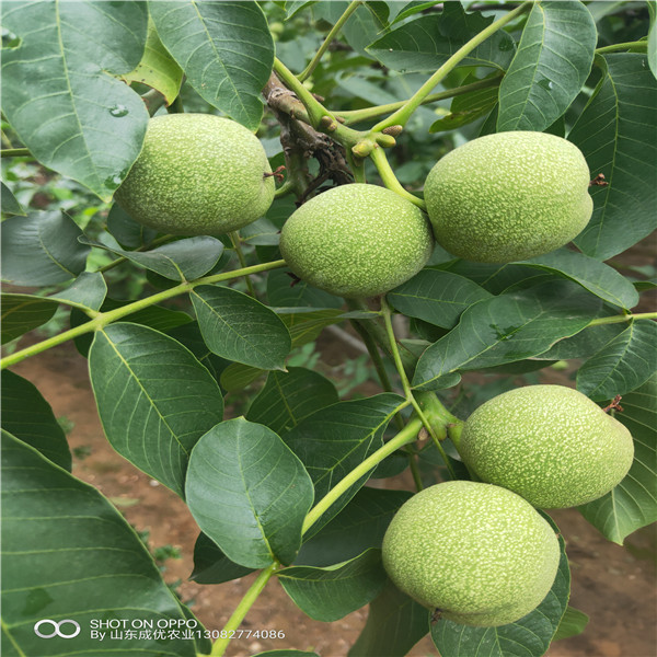 香椿苗核桃仁基地價(jià)格