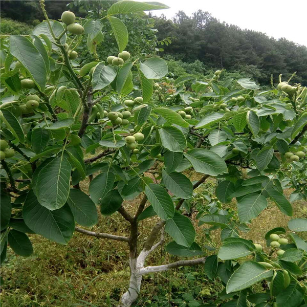 邯郸园林网 邯郸苗木 邯郸果树种苗 邯郸核桃苗河北薄皮核桃苗新品种