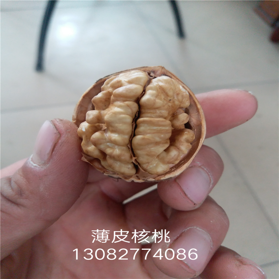 核桃嫁接苗纸皮核桃价格