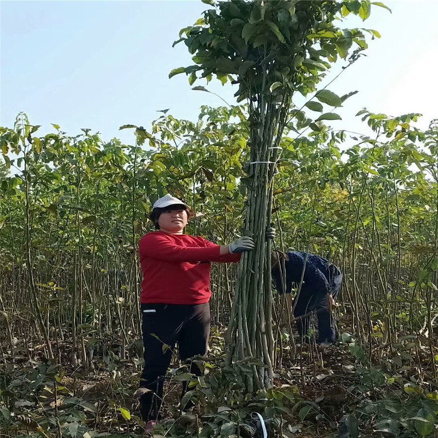 阿克苏园林网 阿克苏苗木 阿克苏果树种苗 东北核桃苗阿克苏的薄皮
