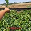 美国蓝莓苗蓝莓苗种植技术、