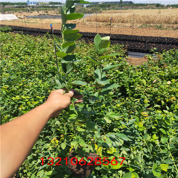 藍莓苗 便宜藍莓苗