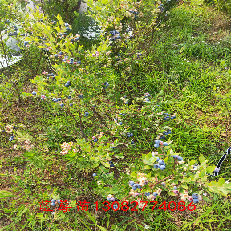 藍(lán)莓苗的根 一棵藍(lán)莓苗結(jié)果嗎