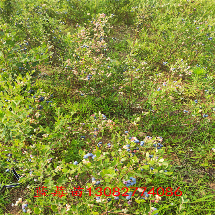 奧尼爾藍(lán)莓苗 藍(lán)莓苗報(bào)價(jià)